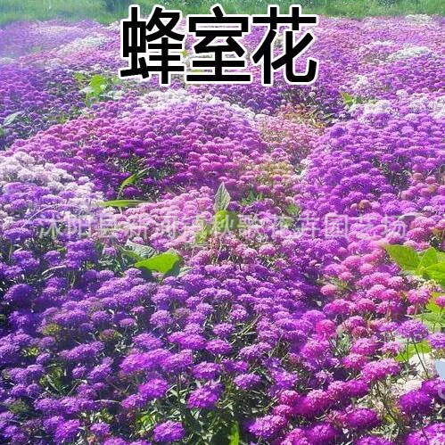 Улей цветок семена цветов Семена цветов наблюдение балкон растение в горшке Пряжка Цветок Ландшафтный цветок озеленение моря Цветок Трава цветок на открытом воздухе