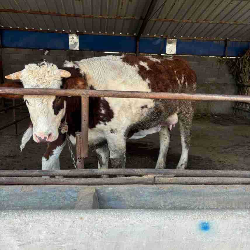 纯种西门塔尔牛肉牛犊活体西门塔尔牛批发价格肉牛犊种牛幼崽活物