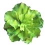 仿真大号塑料多肉植物仿真花