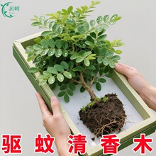 �����Ϙ��������ľ���ԾGֲ���҃������x��������ľ�~��С����