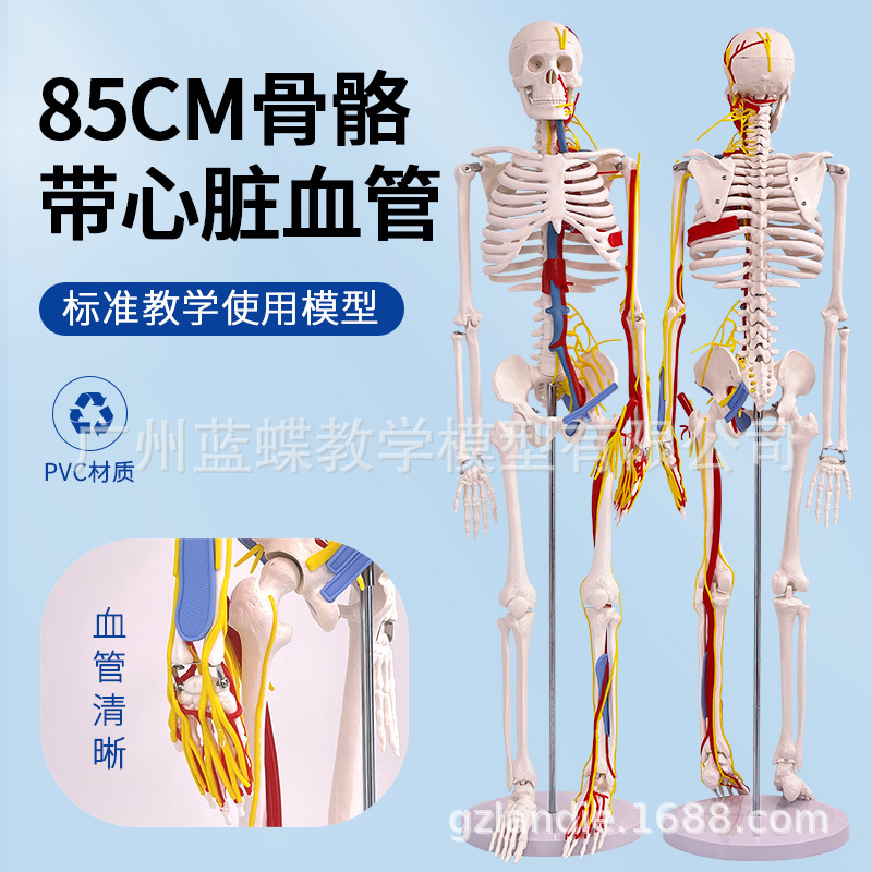 85CM�����������������Ѫ�ܹǼ�ģ��ȫ���Ǽ�����ģ�ͳ���С����