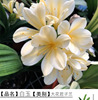 Clivia Lan Miao Miao Lan Pot Potted Room Green Plant Potted Flower Flower Flower Orchid Charming Flower Miao Miao