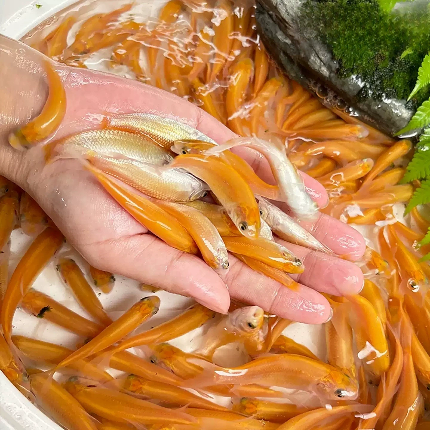 Золотой Grass fry, пресноводное разведение, съедобная холодноводная золотая нить, Anhui красная золотая шелковистая Grass carp, Русская золотая Grass fry