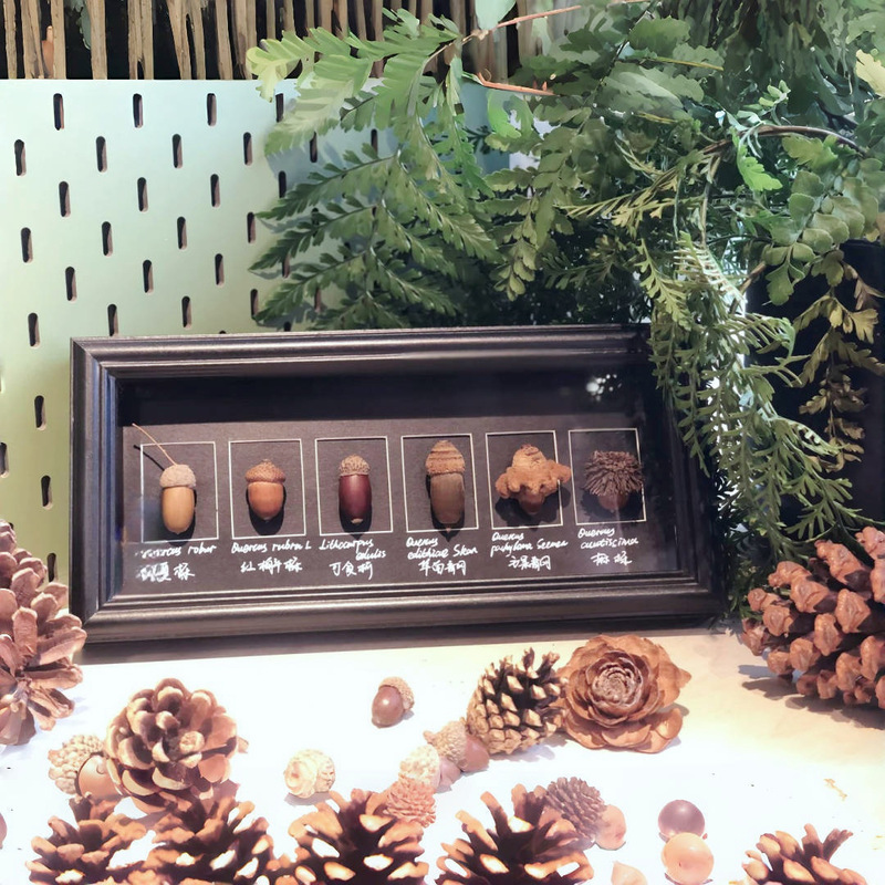 Shell Plant Specimen Frame Glass Strip Three-Dimensional Hollow 2cm Fruit Multi-Grid Butterfly DIY Creative Picture Frame