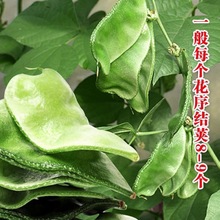【猪耳朵丰产绿眉豆种籽】抗病传统扁豆种子早熟庭院阳台春秋蔬籽