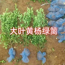 大叶黄杨冬青树苗万年青树苗大小叶黄杨冬青绿篱冬青卫矛扶芳藤球