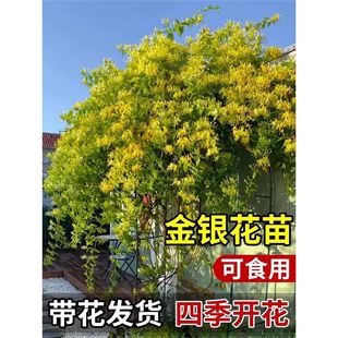 ��ʳ�ý��y����������ļ��_�������̨ͥԺ����ֲ���Ϙ�������