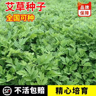 ���ݷN��ș�ð��ݷN���ļ��NֲҰ�����ݷN�ݴ��~��������ò�ֲ��