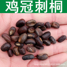 跨境 林木种子 鸡冠刺桐种子 象牙红 鸡冠豆 巴西刺桐 1件=1斤