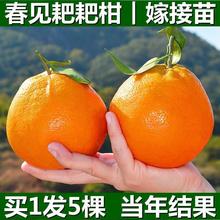 春见耙耙柑树苗正宗四川嫁接柑橘树苗地栽丑橘苗当年结果橘子树苗