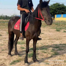 ���IһƥƯ�����R���R�S�����R���ﰫ�R���w�T���R�ɹ��RС�R�x