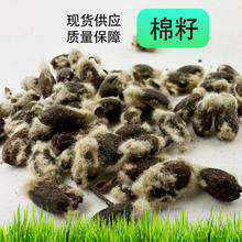 厂家批发棉籽带绒棉花籽动物饲料添加原料去壳棉花种子棉籽棉粕