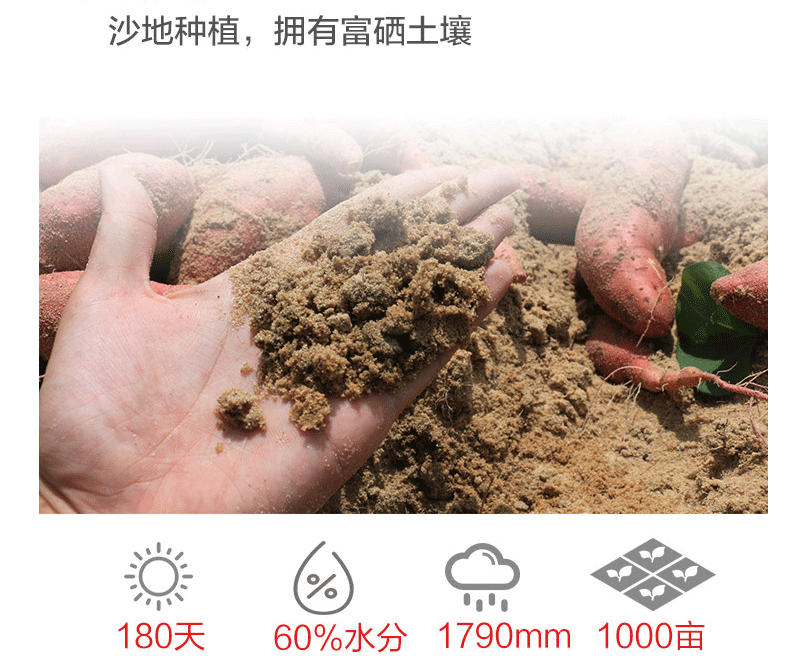 红薯详情图1_05