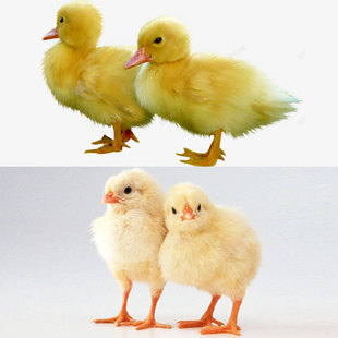 � ������С�S���ӻ�ľW�t�����_������»����^�p���Ơ�����