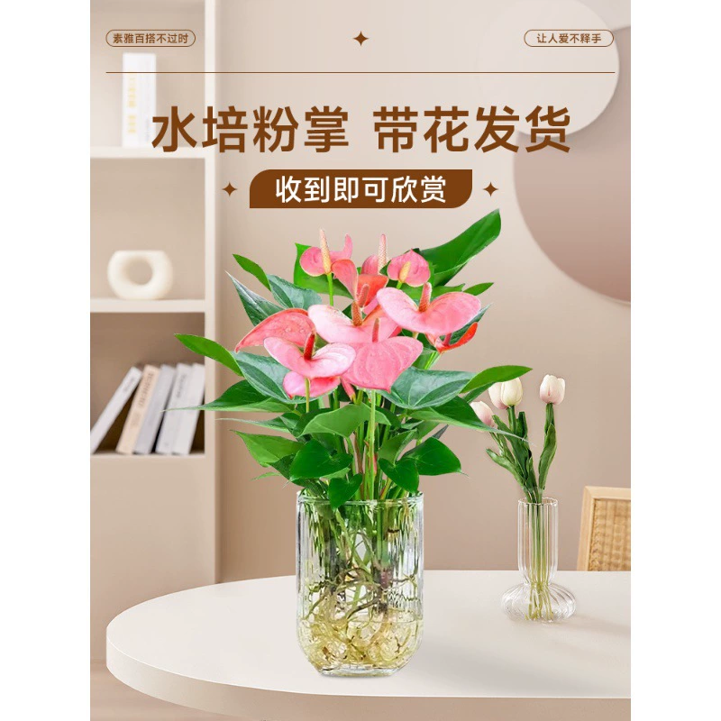 Гидропонные растения в горшках с розовой пальминой