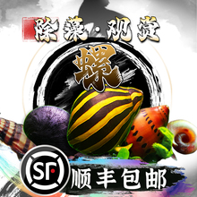 观赏螺苹果螺黄金螺黑金刚螺除藻螺斑马螺杀手螺蜜蜂螺彩蛋螺除藻