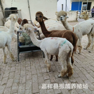 萌宠小羊驼活体养殖出售羊驼吃什么哪里有回收羊驼活体的双峰骆驼