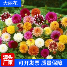 重瓣大丽花种子四季开花懒人阳台庭院室内外种植盆栽绿植花卉种子