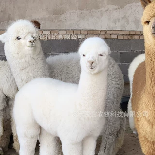 羊驼爱吃什么 羊驼养殖场 出售可爱小羊驼幼仔 成年繁殖种羊驼