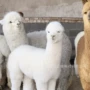 可爱羊驼