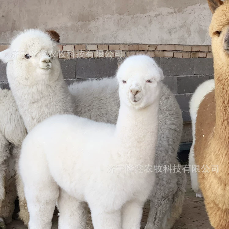 Взрослые зрелые альпаки живые домашние животные альпаки живые щенки альпаки