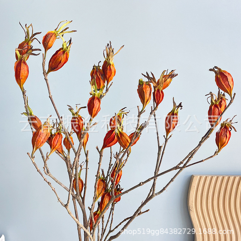 Chinese antique natural air-dried real flowers dried gardenia fruit autumn fruit DIY bouquet materials photo wedding field