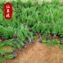 多年生宿根花卉多芽马兰花 营养杯苗宿根花卉绿色苗木用 马莲花苗