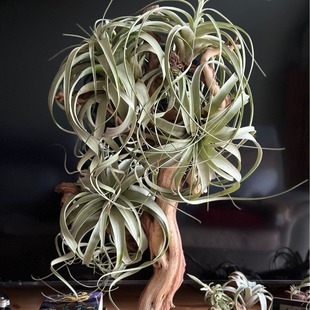 Bawang Zauriting - Factory Direct Supply Base Wholesale Air Pineapple Soilless Plant Tillandsia New Green Plant
