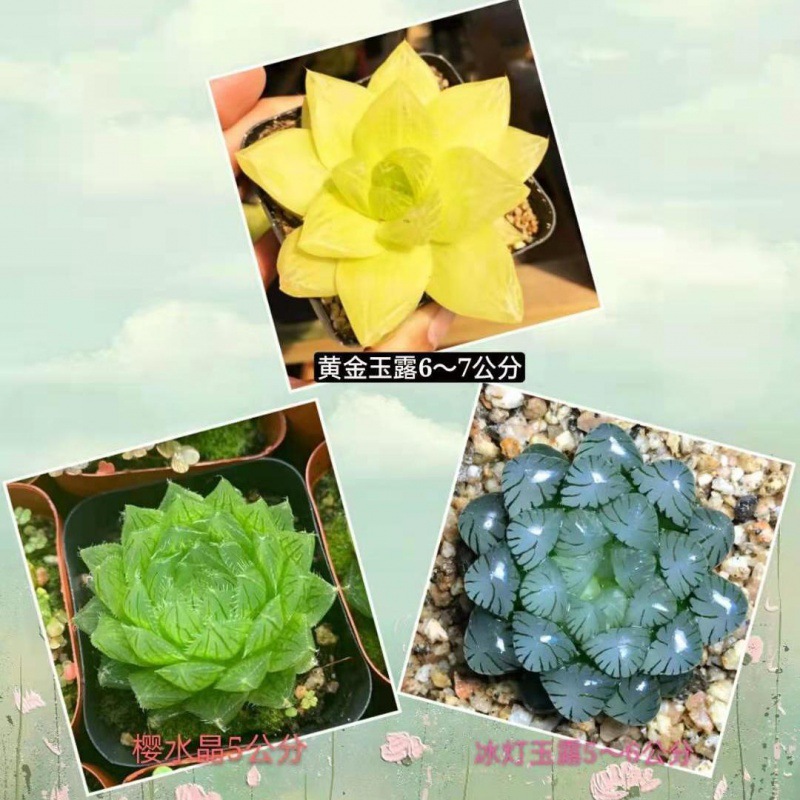 금 + 체리 크리스탈 + 얼음 램프 (무료 컬러 스톤)