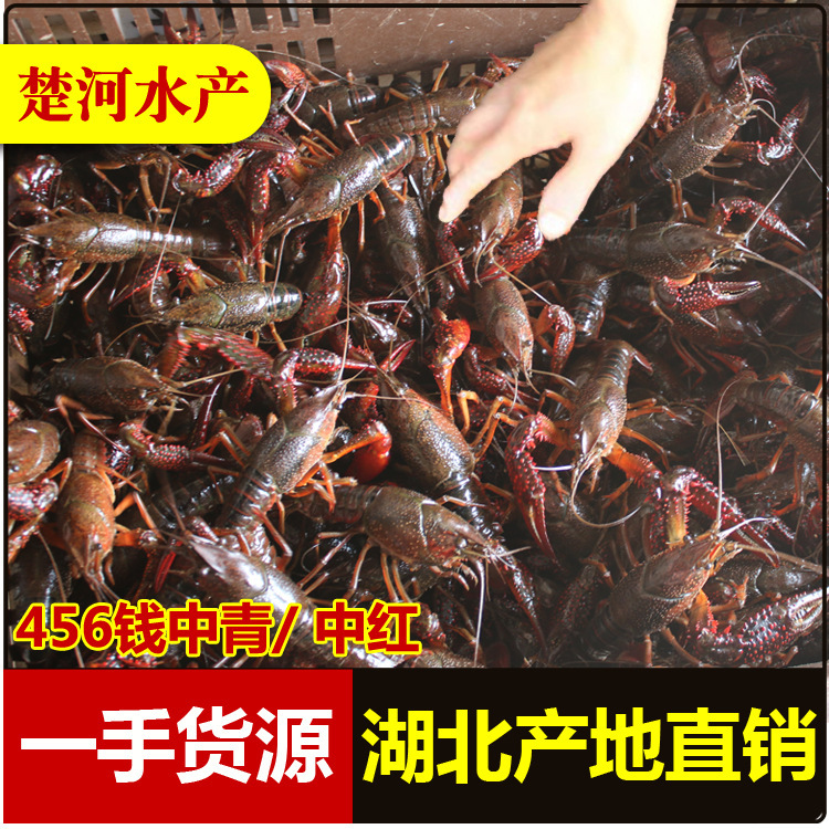 湖北潜江洪湖清水虾养殖海鲜水产鲜活夏季小龙虾鲜活活虾批发