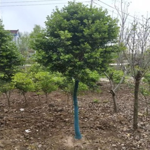 С�~�S��������S�������~Ůؑ����t�~ʯ��S����ͥԺ�h����