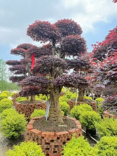 ���~�S�� �t�~�S�� ���~��Ӣ ���~��Ӣ �t�^ľ �t��ʯ�