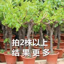 蓝宝石葡萄苗果树北方南方种植庭院爬藤地栽盆栽葡萄树苖当年结果
