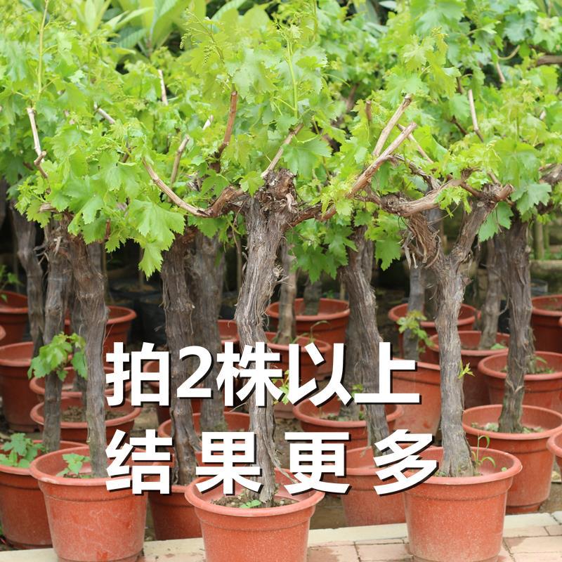 蓝宝石葡萄苗果树北方南方种植庭院爬藤地栽盆栽葡萄树苖当年结果