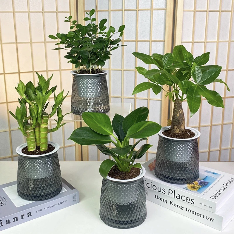 금다이아몬드 + 돈나무 + 구리향 + 연잎대나무(별물받이) + 영양액