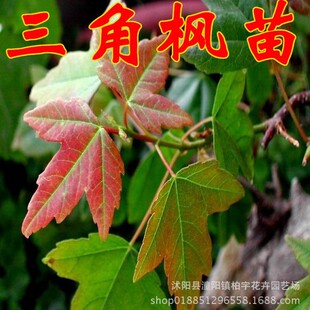 ��Ǘ�������������Ǘ����~����������С��ͥԺ��·�ͺ��G����ľ