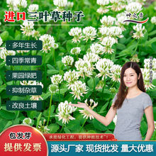 进口三叶草种子四季播种白花三叶草多年生草坪种籽果园绿肥四季青
