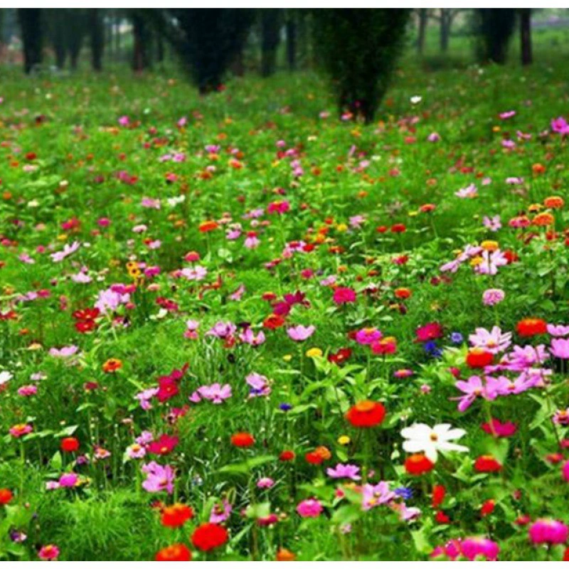 Дикий цветок сочетание семян Многолетние цветы Вилла двор цветок семян сцена четыре сезона легко посеять цветок семян цветок