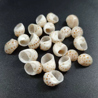 小花点螺寄居蟹壳手工DIY做标本各种艺术品 收藏佳选海螺