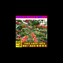 ���ȶ��N�Ӄ��|���ȶ��̨ͥԺ�Nֲ���Ș�N�ӿ��Ș���