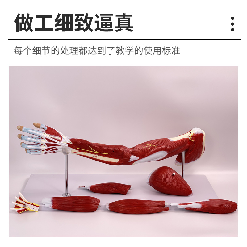 ҽѧ������֫����Ѫ����ģ�� �Ȳ��˶�ϵͳ ��Ȼ����֫�������