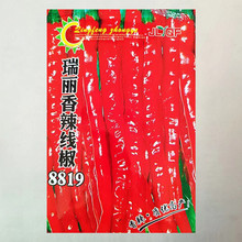 8819线椒种子香辣线椒王种子早熟高产超长皮薄辣椒种籽阳台庭院春