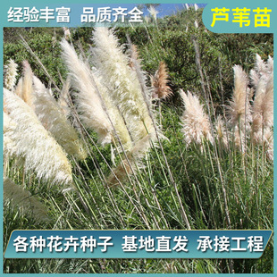 ���l�JȔˮ��ֲ���JȔ��G������JȔ�N���ؾG��ֲ��Nֲ�JȔ