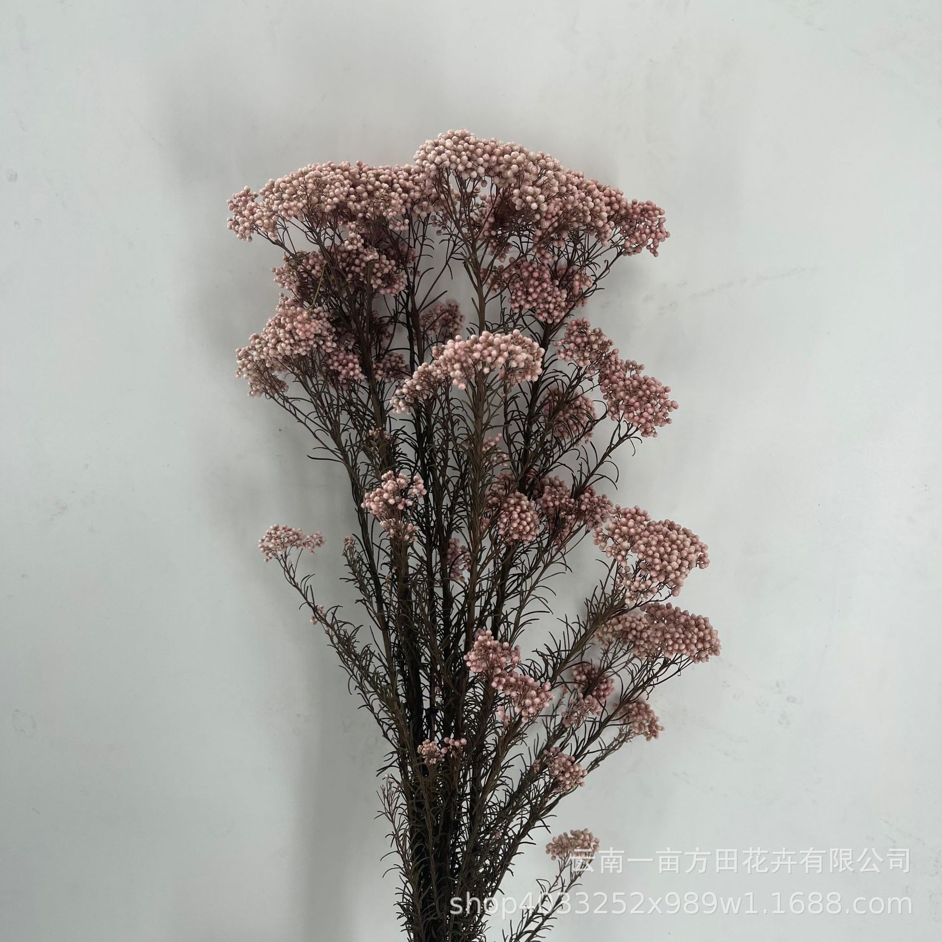 d417a2a7331661780686cb2c8e2bda