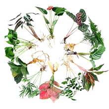 ˮ�B�Gֲ�҃�ˮ�໨��ˮ�B�� �G�}�lؔ�������������ˮ���׳ɻ�