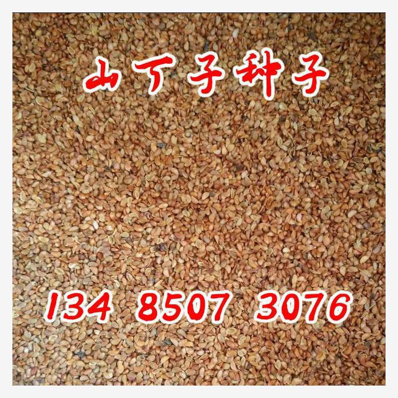 山丁子海棠嫁接苹果树苗树种平邑沂蒙甜茶种子