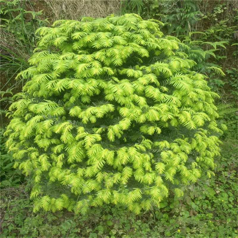 База Оптовая Taxus Mairei Рассада Экономическое облесение Рассада Модель Деревья Вилла Двор Зеленая Посадка Пейзаж Озеленение