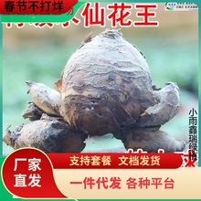 一件代发特级大花王漳州水仙花种球单复重瓣四季开花水土培球根花