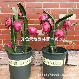 Red Flesh Dragon Fruit Seedlings, Southern and Northern Four-Season Courtyard Balcony Planting Potted Ground Planting Red Heart Fruit Seedlings Fruit Saplings