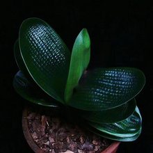 君子兰盆栽花卉名贵黑珍珠小苗圆头和尚短叶麻脸立板宽叶带盆栽好